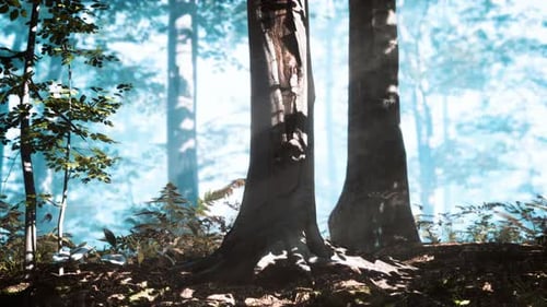 Panoramic View of the Majestic Forest in a Morning Fog