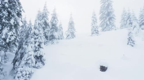 White Scenic Pine Tree Woods Landscape