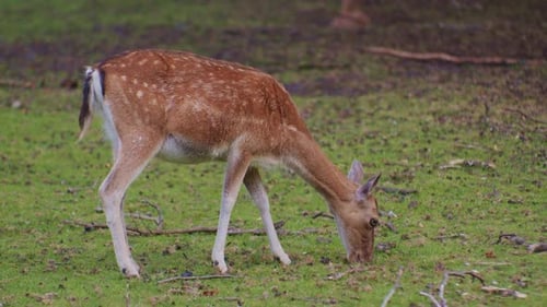 Spotted Deer Grazing Peacefully in Green Meadow