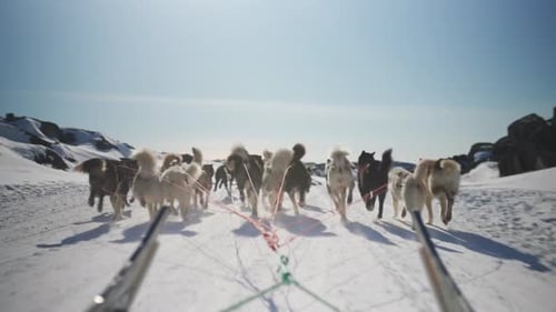 Rear View Of Huskies Pulling Sled Uphill Through Snowy Terrain In Daytime