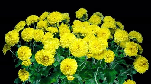 Time Lapse of Blooming Yellow Chrysanthemum on a Bush Close up Over Black Background