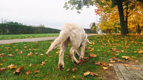 Dog Trots Through Autumn Leaves in Park