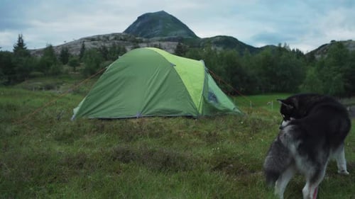 Alaskan Malamute Dog Sitting Near The Camping Tent On The Meadow. - handheld