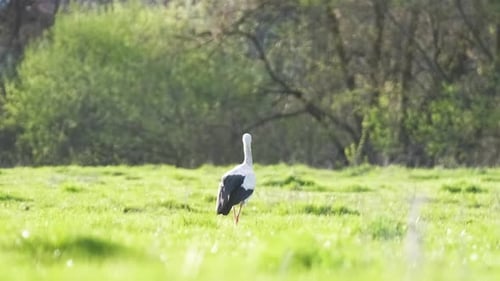Schwarzweißer Wildstorchvogel spaziert auf grüner Weide auf der Suche nach Nahrung