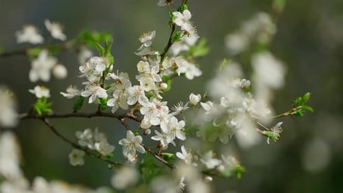 Blossoming of Cherry Tree in Spring Concept of Spring Blossoming of Trees