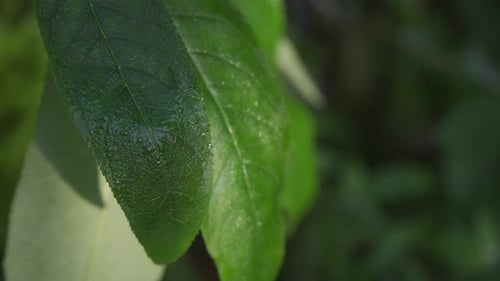 Green sunlit tropical leave. Lilly plant with morning dew.