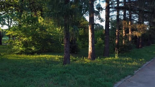 Paved Walking Path Through a City Park on a Summer Day