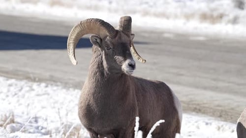 Bighorn Sheep Ram in Wyoming wilderness