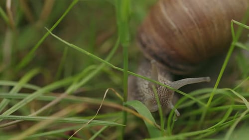 Nahaufnahme einer Braunschalenschnecke, die langsam im grünen Grasunterholz nach Nahrung sucht
