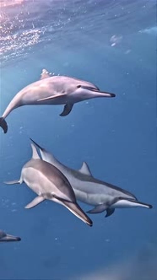 Dolphins Swimming Underwater in Clear Blue Ocean Water