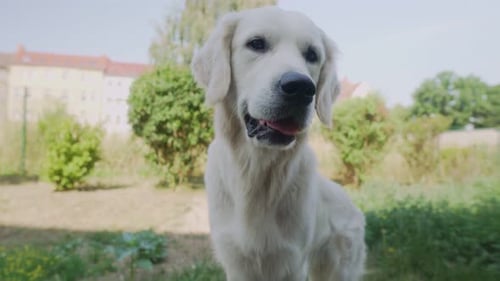 Close up of white dog looking into the camera and excitedly wagging its tail with sunlit houses in t