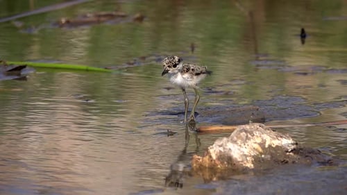 Spur Winged Lapwing chick running around shallow water