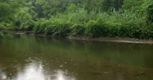 Nature stream with light rain and woods