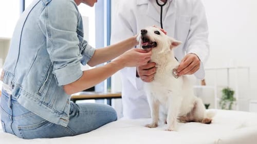 Veterinarian Examining Small Dog in Clinic With Caring Pet Owner Present