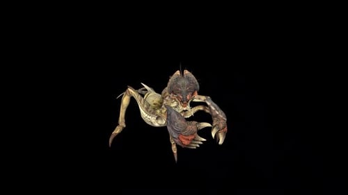 Crickets Insect Look Around
