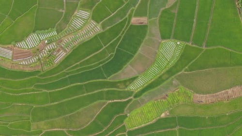 Rizières, Indonésie.