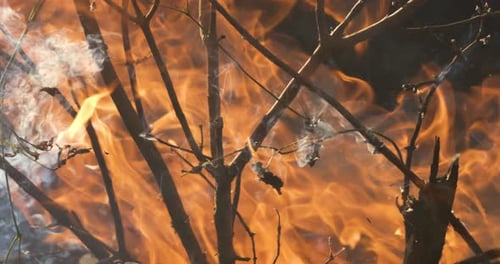 Forest fire in close-up. The branches of shrubs and trees are burning and smoking