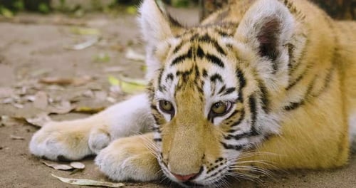 Portrait of a tiger cub in the forest. Concept: Wildlife, an