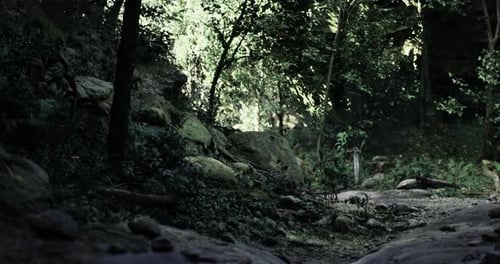 Enchanted Forest Path with Lush Greenery and Soft Sunlight Filtering Through