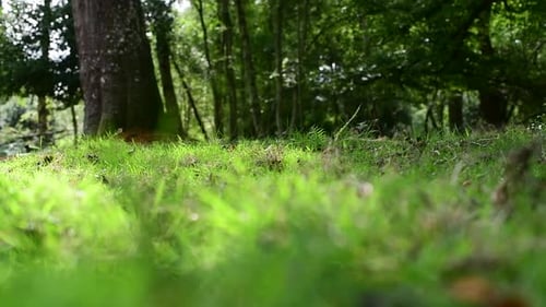 schöne Aussicht vom Waldboden auf üppiges Grün und Wald,? Aufnahme im selektiven Fokus
