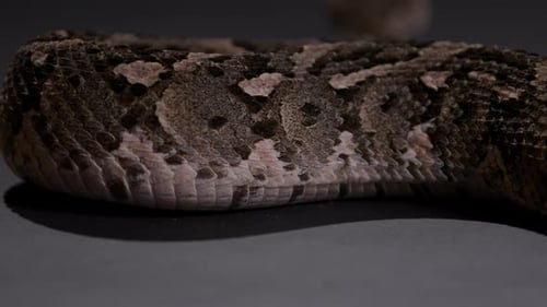 Snake scales of a Puff adder moving along on the ground - close up from behind