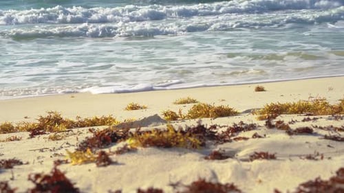 Tropical sea waves crashing onto the white sandy shore next to seaweed, while golden sun rays shine