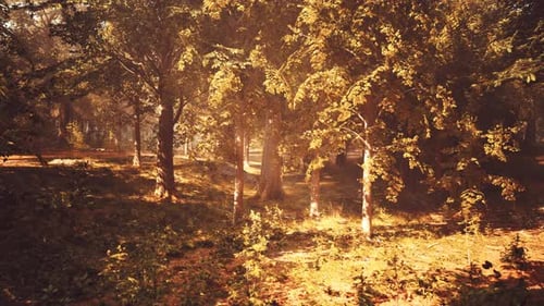 The Sun is Shining Through the Trees in the Woods
