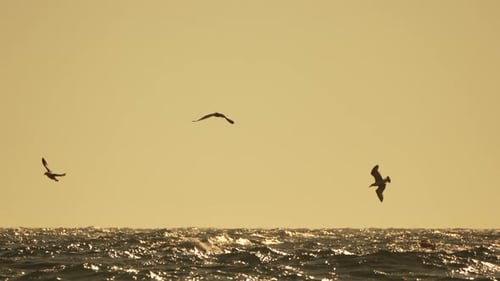 Birds Flying Ocean Seagulls Gracefully Soaring Over Shimmering Sea at Golden Hour