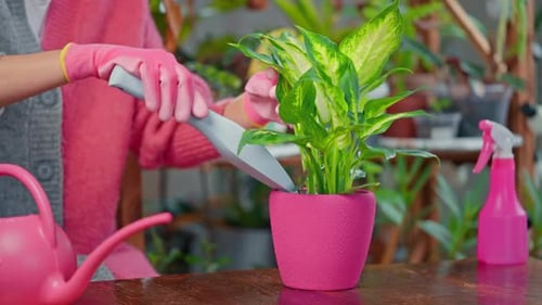 Woman Transferring Plant to a New Pot