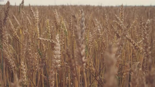 Wheat Spikelets Wheat Field