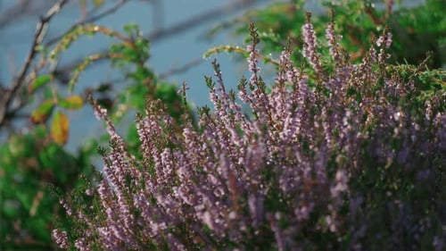 Eine Nahaufnahme der zarten rosa Heideblüten in der Herbsttundra. Parallax-Video in Zeitlupe