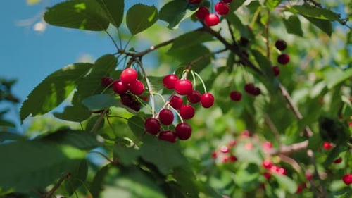 Belles cerises rouges sur fond de ciel bleu et de feuilles vertes.