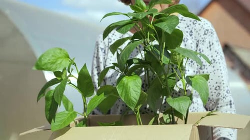 A Woman Holds a Box with Green Red Pepper Bushes