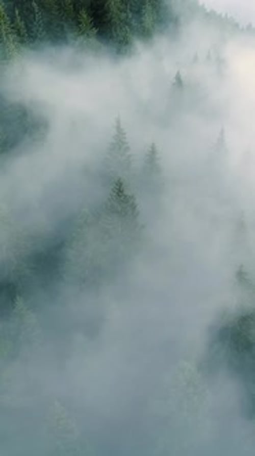 Vertical Screen Dense European Forest in Foggy Weather Aerial View