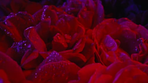 Pink Roses Flowering Petals with Dew Drops Amazing Bouquet Floral Surface