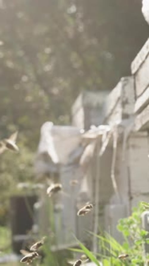 Vertical video. Bees carry nectar for honey under the sunlight in the forest. Rows of hives .