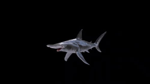 Hammerhead Swim Loop