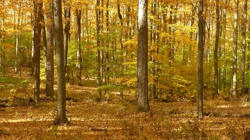 Magischer Blick auf Mutter Natur mit gelber Waldlandschaft im Herbst. Statisch.