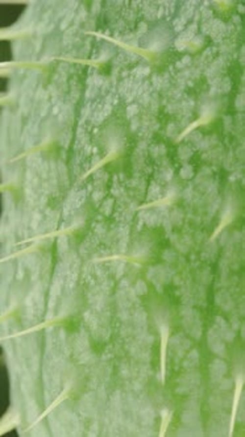 Fruit épineux Ecballium elaterium en gros plan. Rotation. Vidéo verticale.