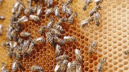 Bee insects crawl over the wax cells. Honey bees busy with their work on honeycomb. Close up.