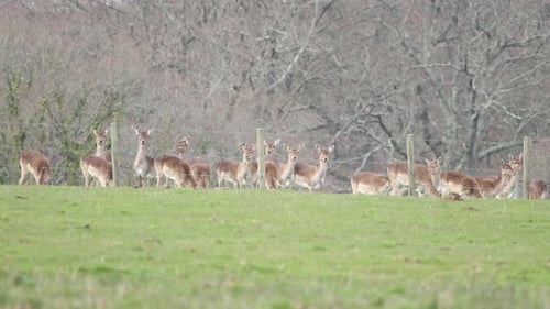 Deer in the New Forest clip 12