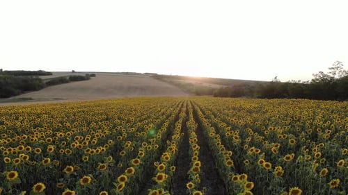 Beautiful Blooming Field Of Sunflowers At Sunset - aerial sideways