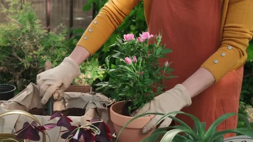 Gardener Replanting Pink Mini Roses in New Flower Pot in Backyard Garden