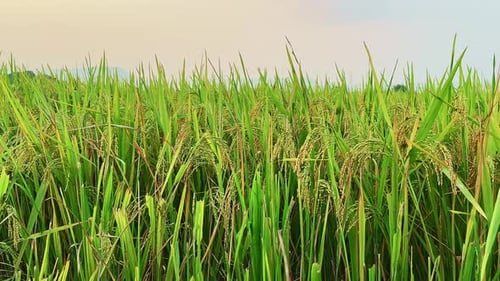 rice field