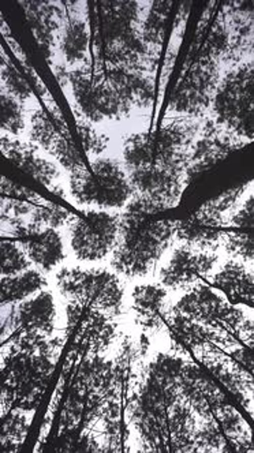 Close up background in pine forest during the day