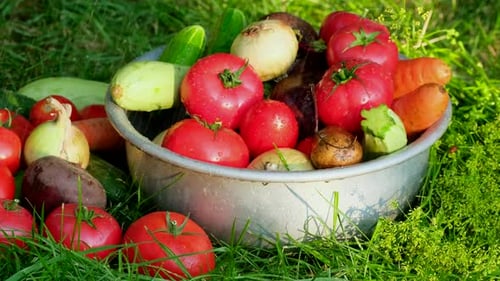 Organic vegetables in bowl with drops of water on the farm, farming concept