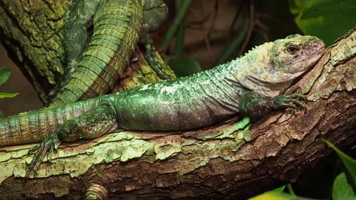 L'iguane d'Utila (Ctenosaura bakeri) posé sur une branche d'arbre dans son habitat naturel.