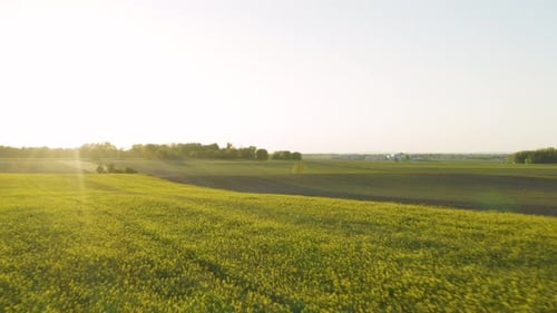 Aerial drone shot over yellow agriculture fields with sun flare. Flying backwards above canola or ra