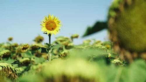 Natural Landscape View of a Field of Sunflowers Plants and Agriculture in the Countryside Bees