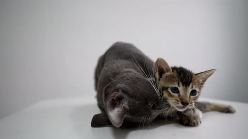 Cat mom grooming baby kitten.